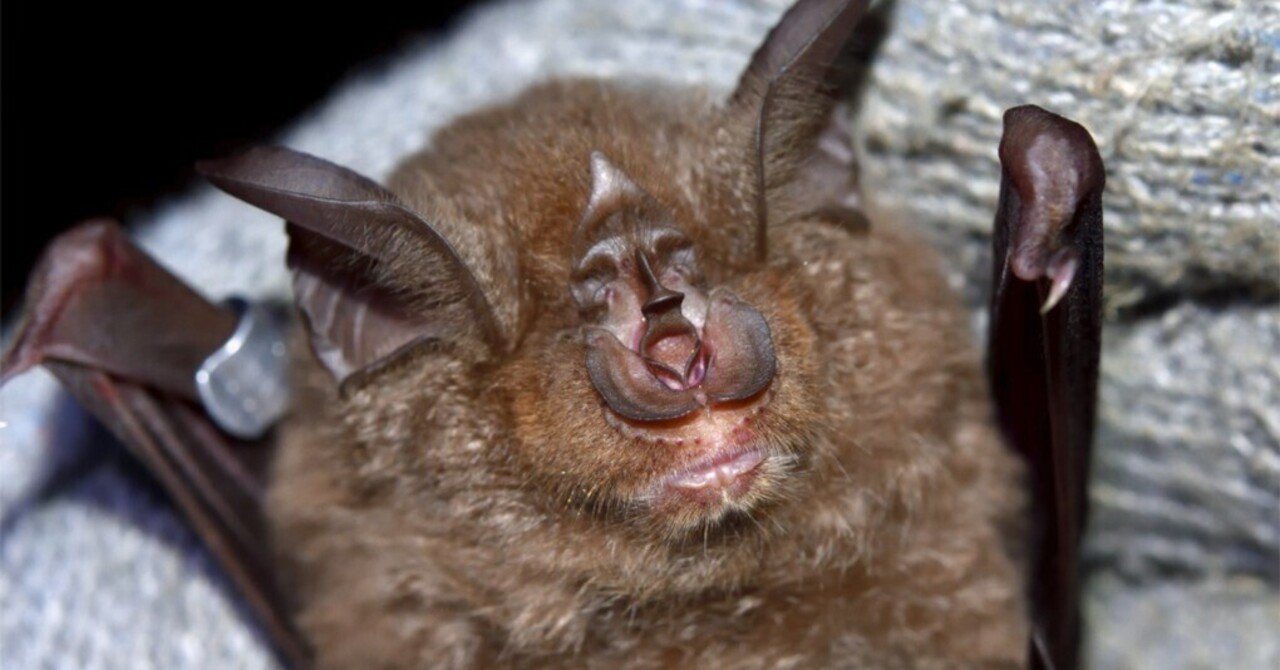 SGC2025｜めじはと