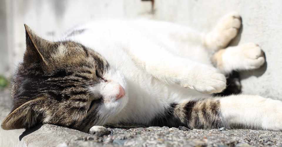 村上春樹著書 猫を棄てる 父親について語るとき の感想文 とくとく Note