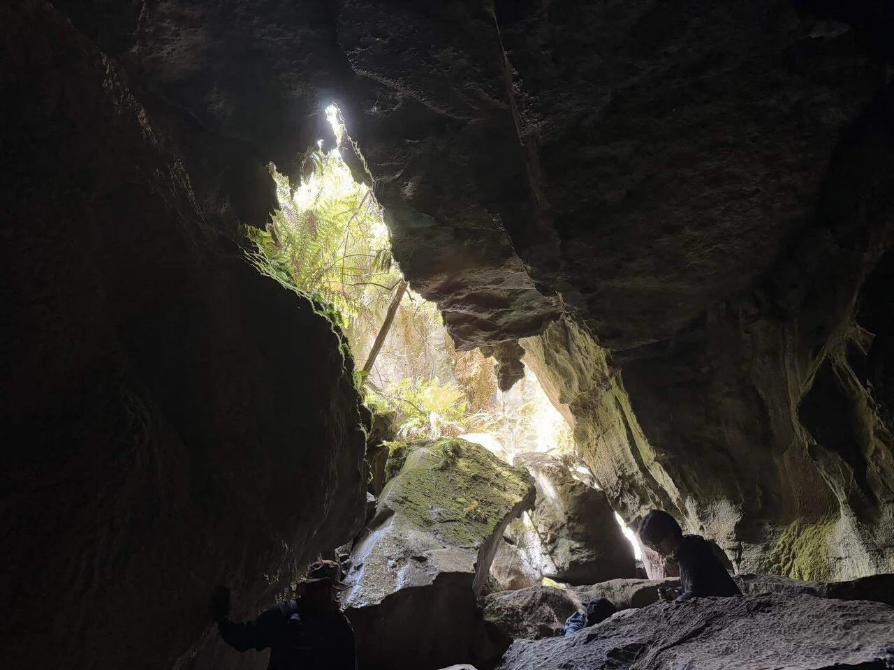 海外ハイク#13 「古代林と洞窟の星空」Mystery Creek Cave Trackの歩き