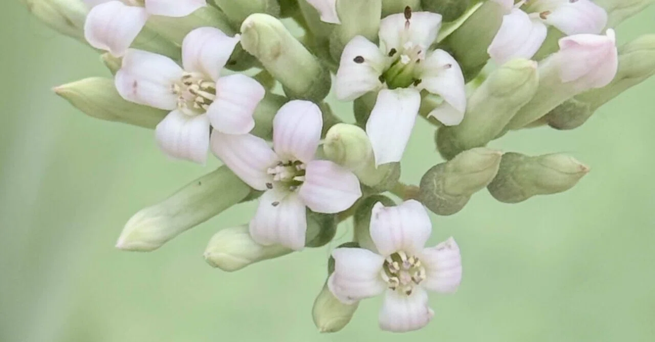 カランコエ シンセパラ 多肉植物の花の美の世界｜EGGSEED