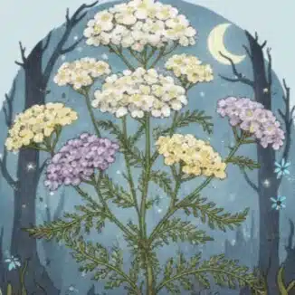 Achillea