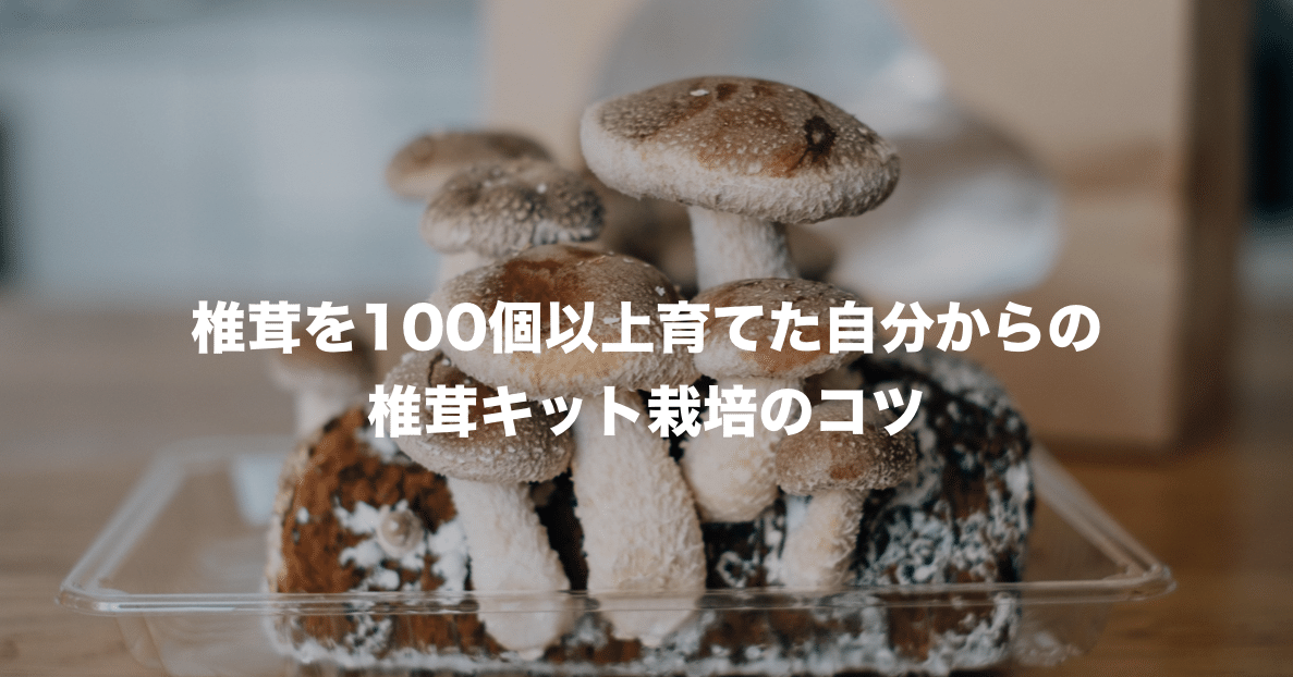 さらに 罪人 猛烈な しいたけ 栽培 キット 無限 落ち着いた 敬 流 さらに 罪人 猛烈な しいたけ 栽培 キット 無限 落ち着いた 敬 流