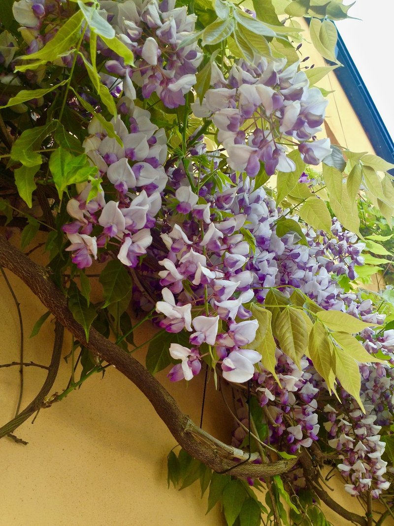 藤の季節 Glycine Note