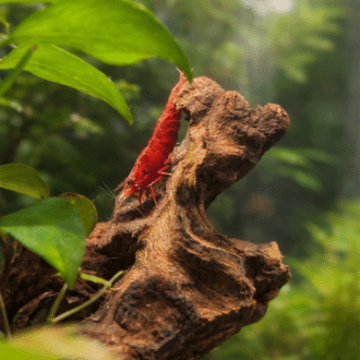 エビ好きな薬屋の戯言🦐