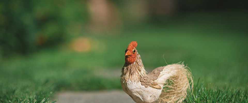 誘惑 の チキン ルーム