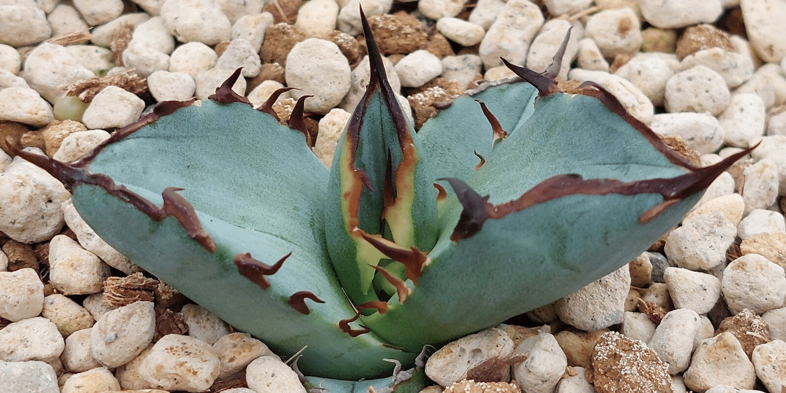 アガベ 実生　まさしさん専用 アガベ 実生 まさしさん専用 アガベ 実生 まさしさん専用 アガベ