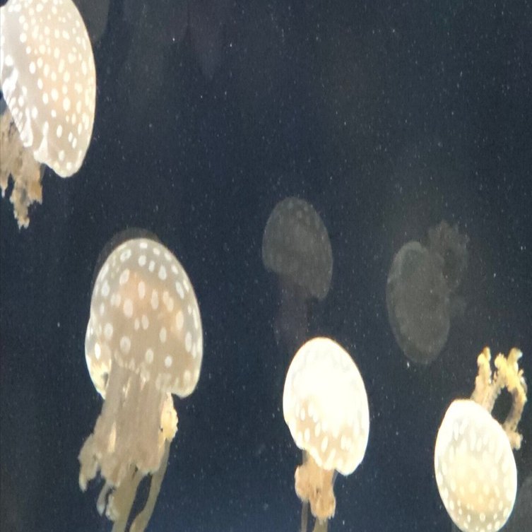 自分を主語にする」年に気づいたこと｜かい