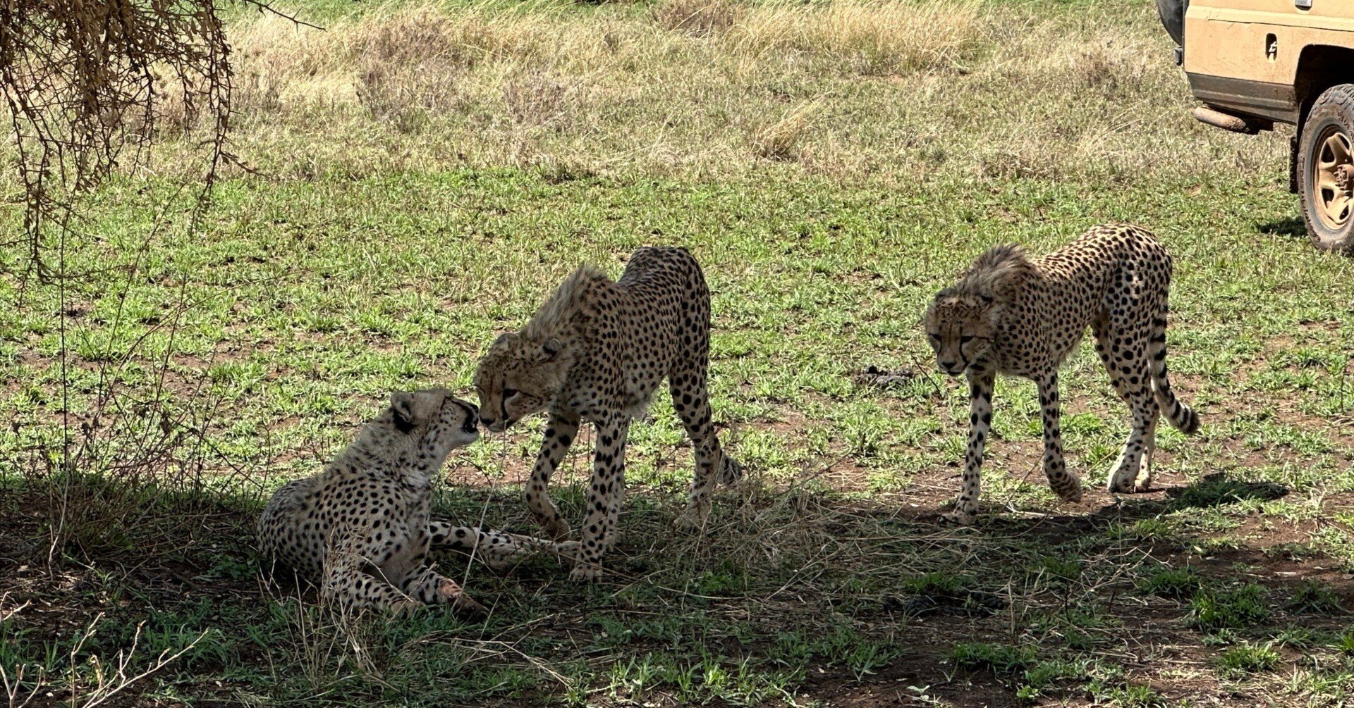 感動サファリと残念ガイド|【アフリカ旅】4-6日目（セレンゲティ