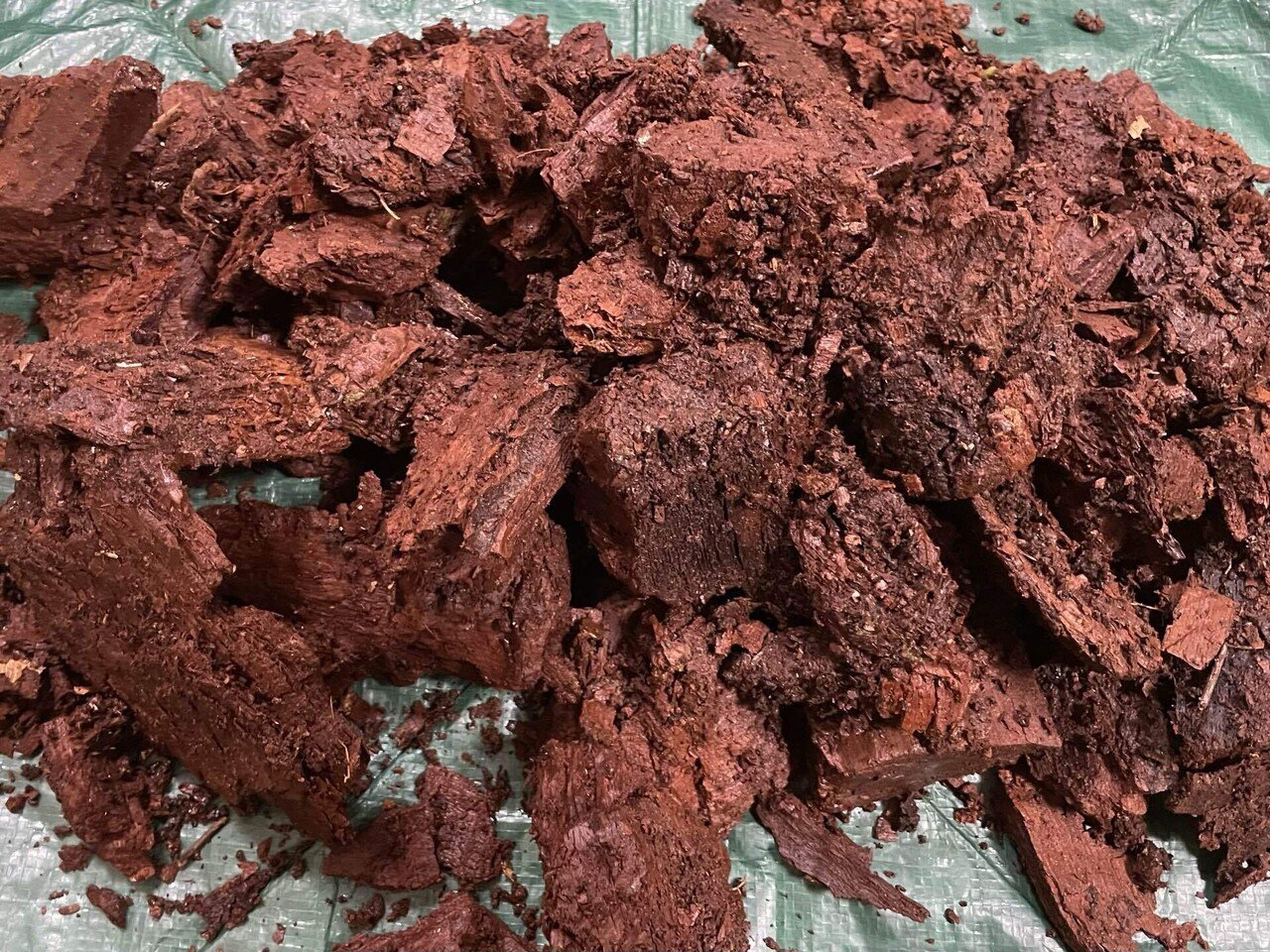 赤枯れブナ　クワガタ用 赤枯れマット（ブナ） - 富山のクワ貧