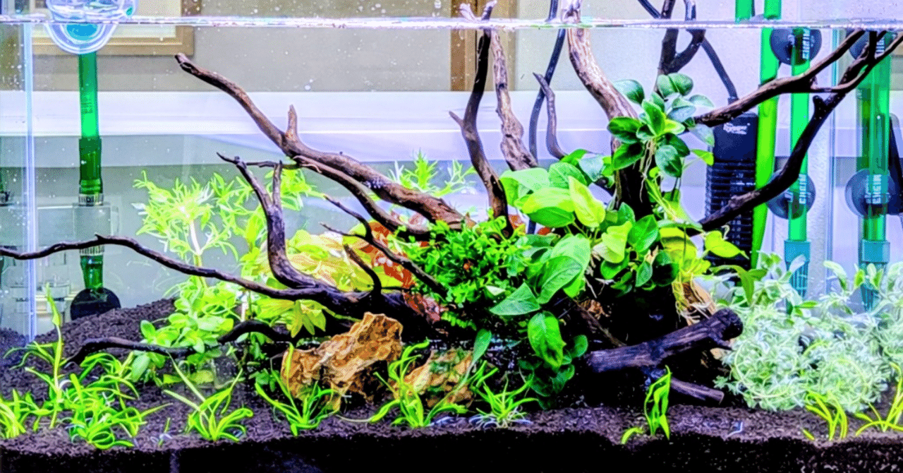 水槽 me 水槽変えました 軽くてイイね!!