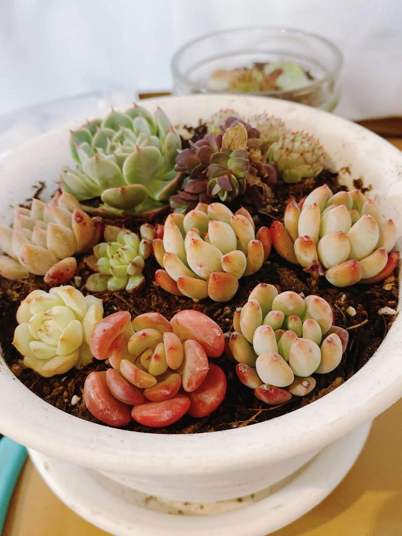 ささいな日記：植物がすき。｜とうどうゆう