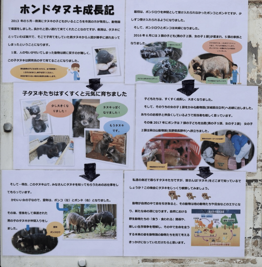 捨て狸の解説】動物園のタヌキはどの様にやって来たの？｜鳥山久遠