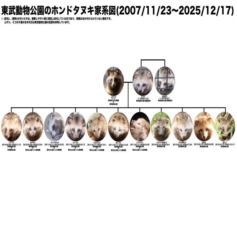 捨て狸の解説】動物園のタヌキはどの様にやって来たの？｜鳥山久遠