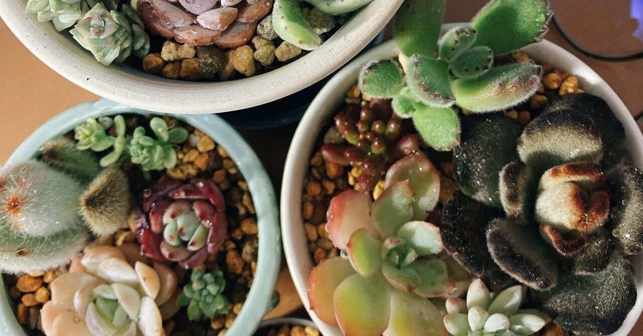 ささいな日記：植物がすき。｜とうどうゆう