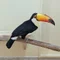 クロまる