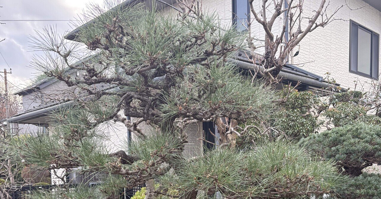 ボサボサになってしまった松の木剪定作業｜フラワーライフ研究会の飛田秋彦