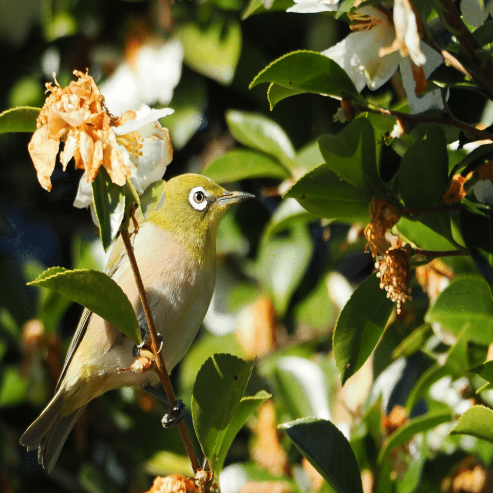 公園のメジロ｜マサヤン。