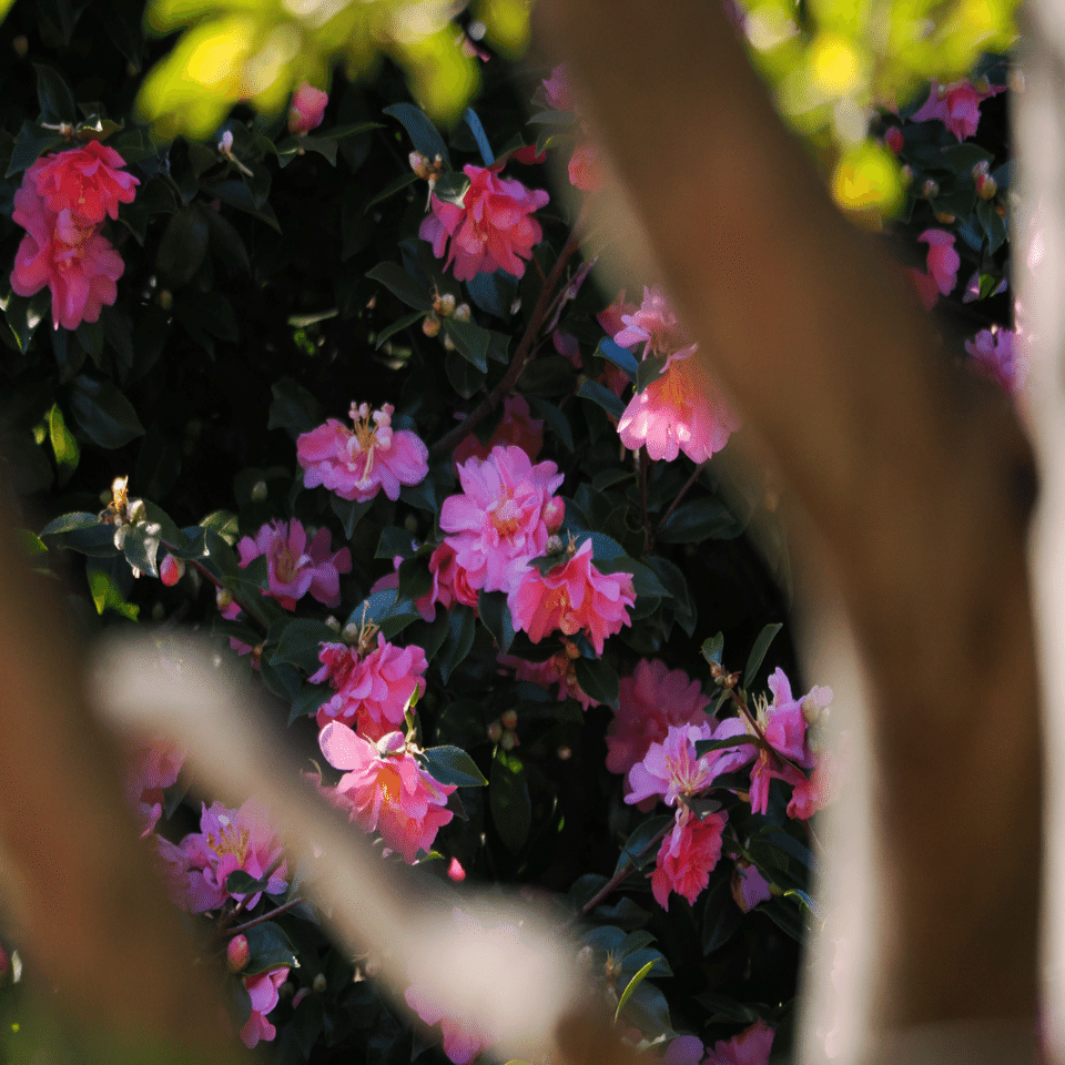 公園のメジロ｜マサヤン。