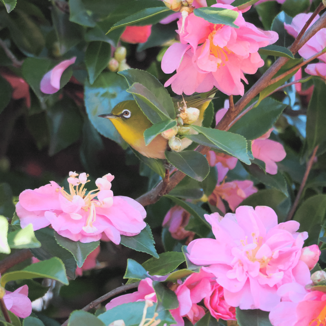 公園のメジロ｜マサヤン。