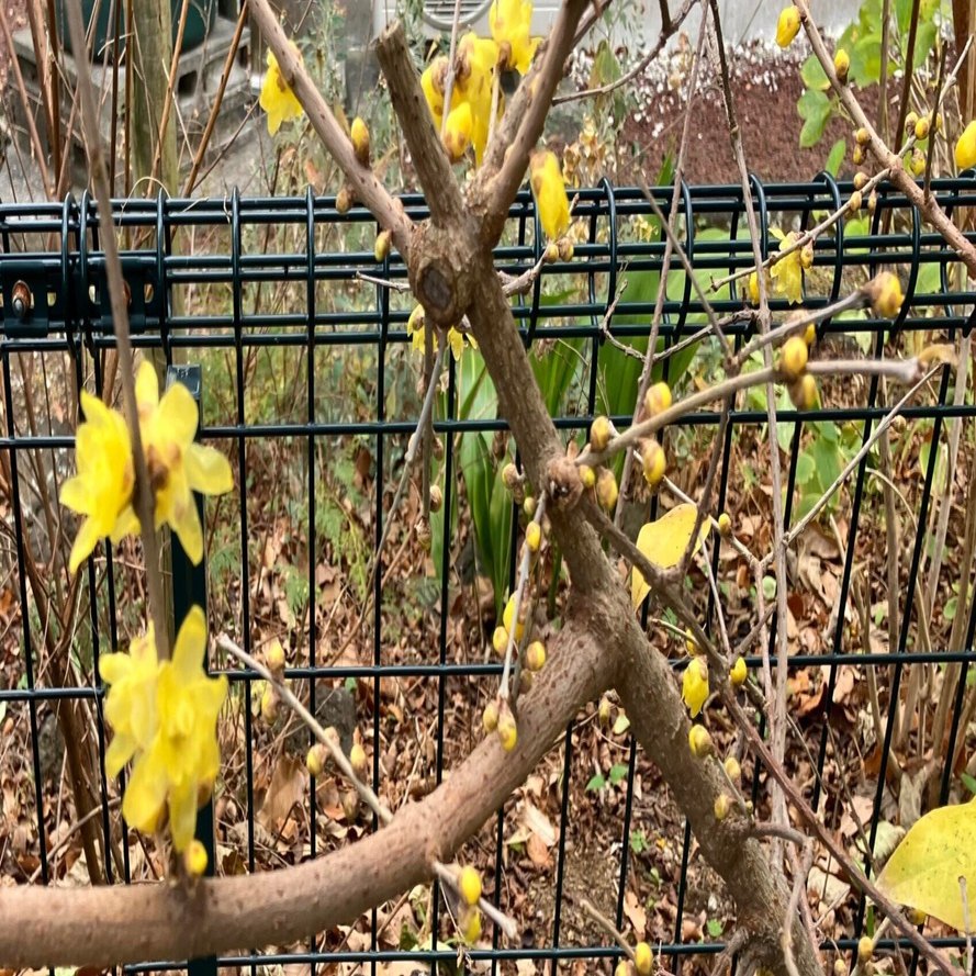 ロウバイ（蝋梅）があった！｜ゆるメゾン