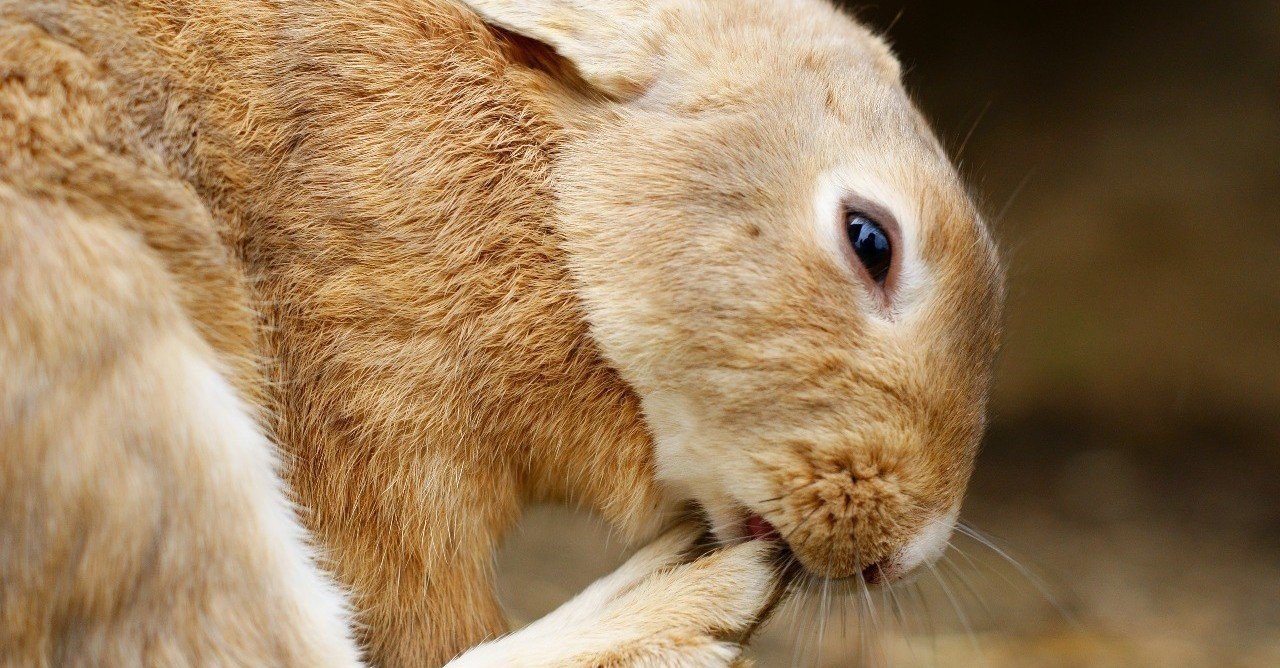 動画付き ハンカチ遊びのうさぎ ヒミズ Note