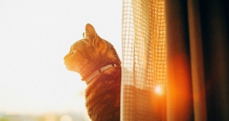 人に頼るのが苦手で 迷惑かける自分が許せない 望月 まつり 生きるの楽に研究 note