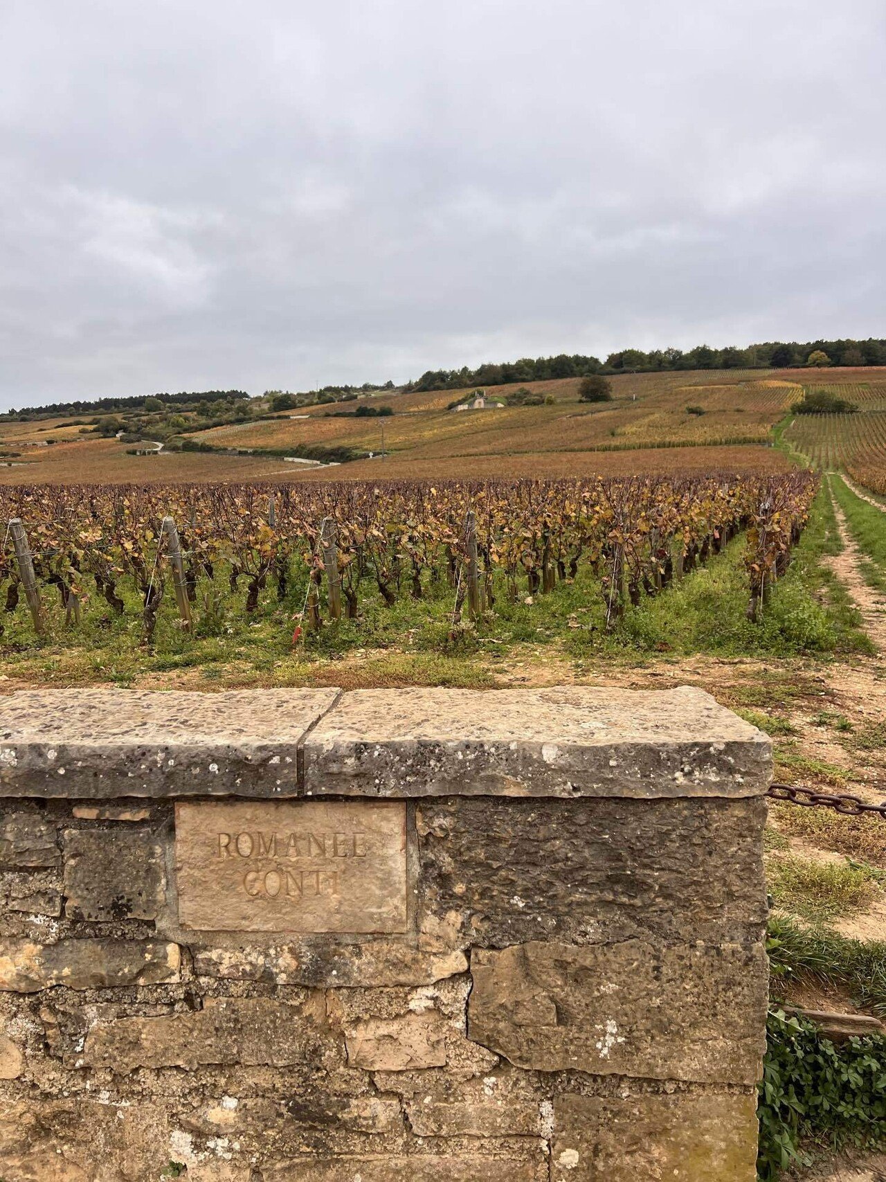 ワインに恋して！酔いしれて！ ロマネコンティ編！｜白木果樹園 園主