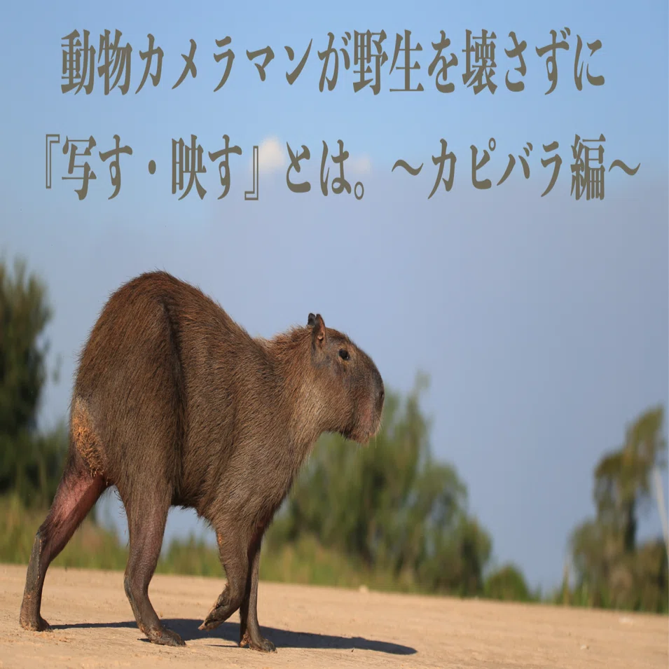 What it means for a wildlife photographer to 'capture' without