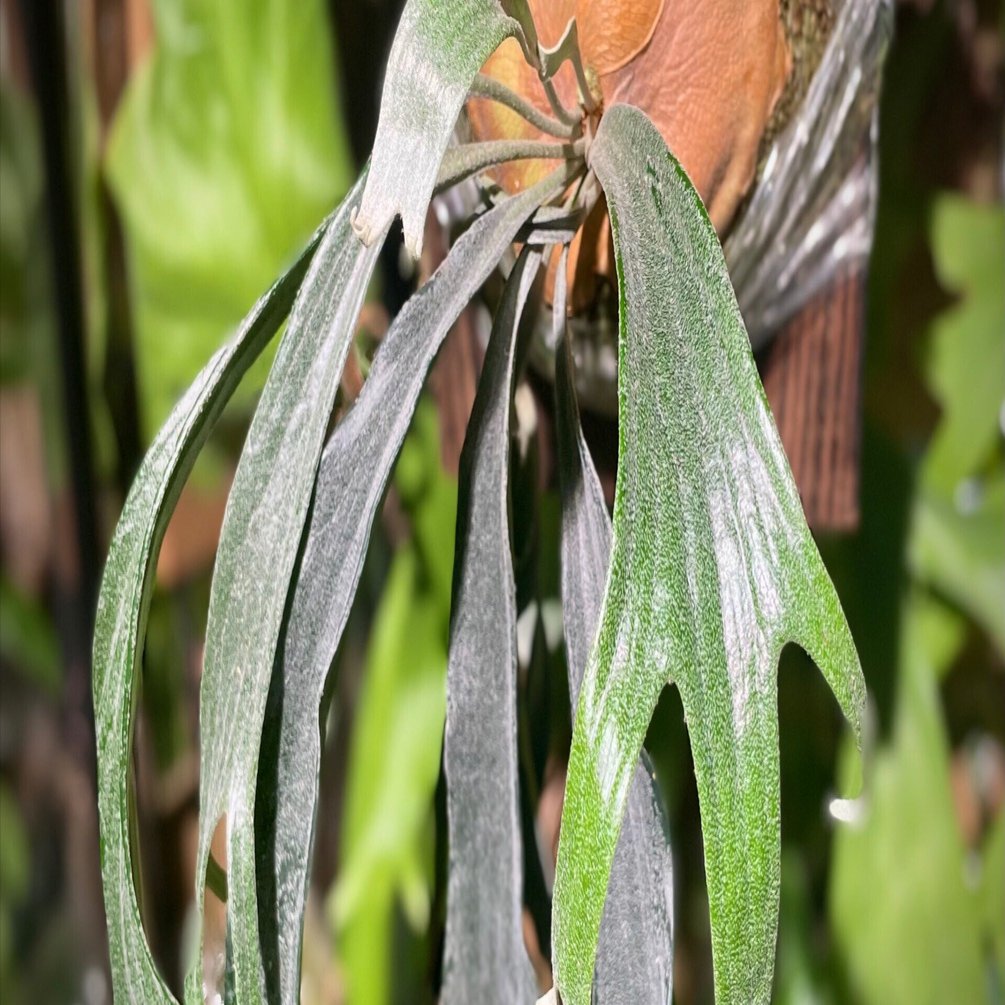 マウントルイス “Mt. Lewis”の正体｜うずめノート