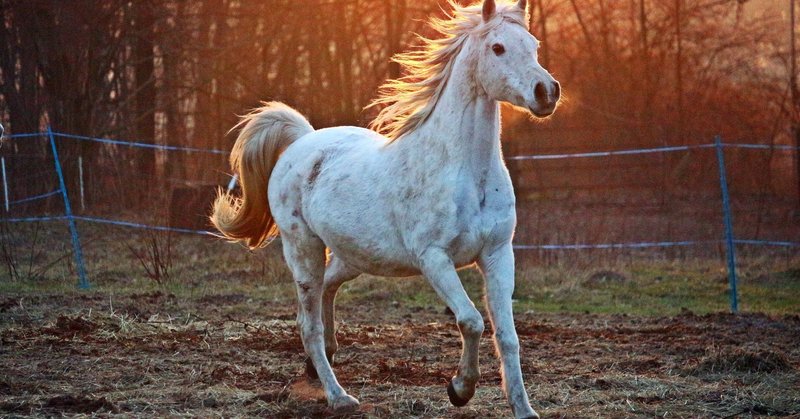 少女が翔ける 力強く 村山由佳 天翔る 再読了メモ mao note