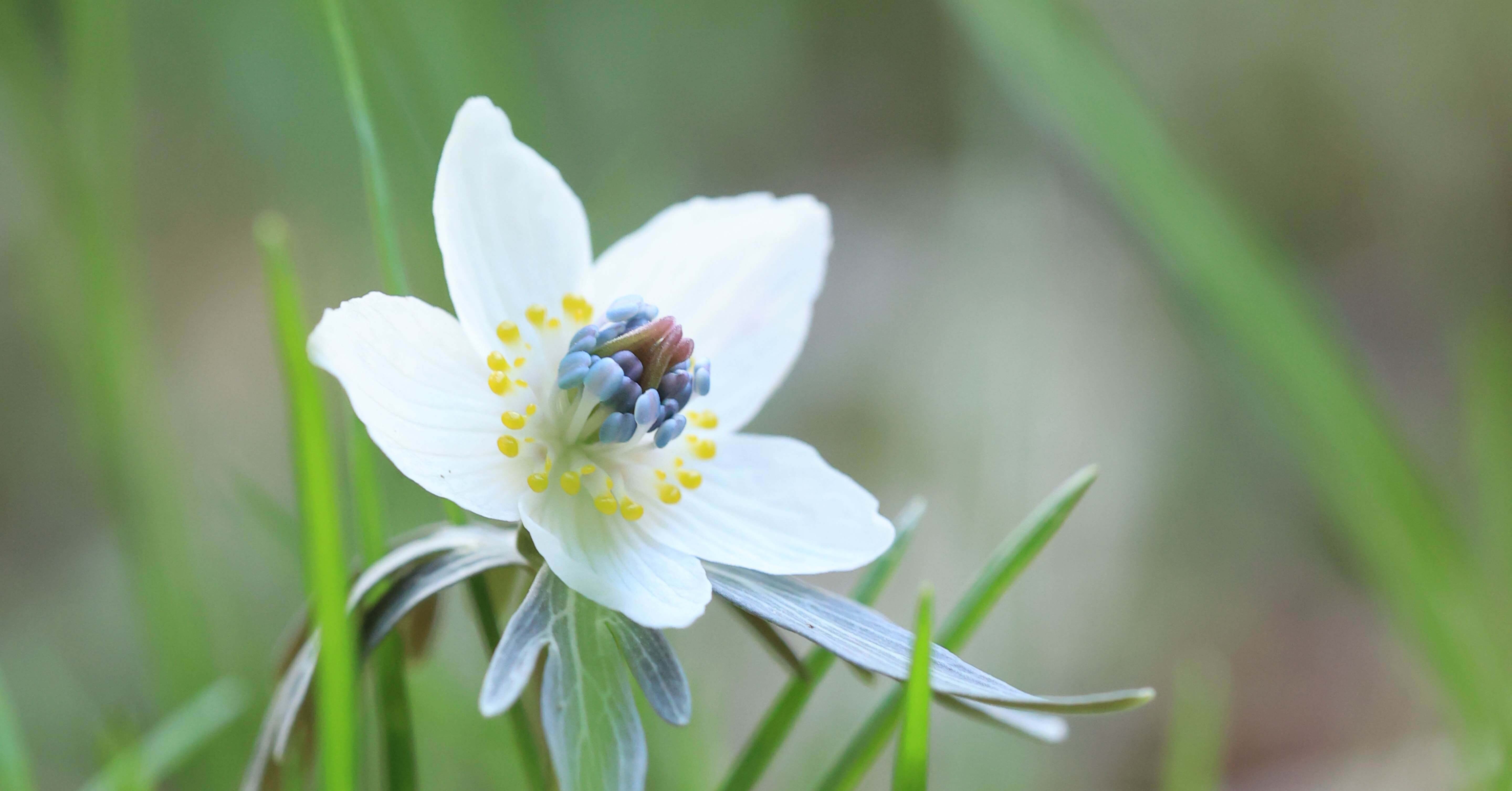 山野草図鑑 - 野生ラン｜白夜草🌱｜note