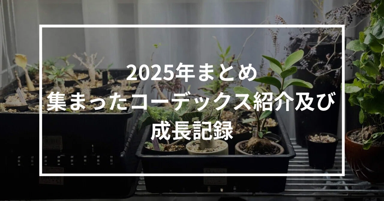 2025年総括】集まったコーデックス紹介及び成長記録|リョウタ 2025年総括】集まったコーデックス紹介及び成長記録|リョウタ