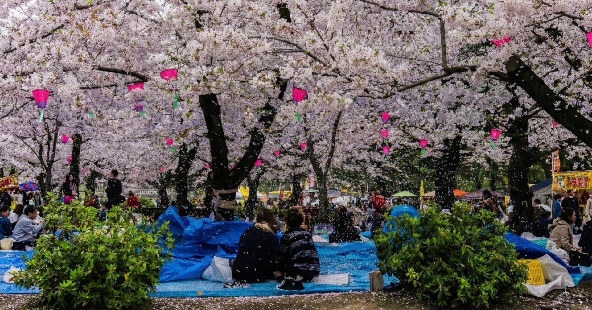 国立桜並木の桜吹雪風景高解像度写真　2Ｌ判4枚　と　Ｌ判写真4枚　8枚セート まるで雪のような桜吹雪 ── 名古屋の公園を巡る写真旅（名古屋）｜Sakak
