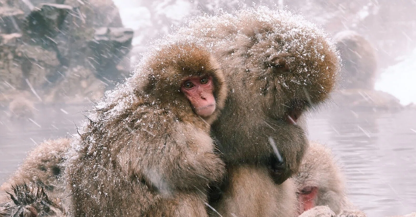 NAGANO＝SNOW MONKEYS── 冬の長野に、人が集まる理由「地獄谷野猿公