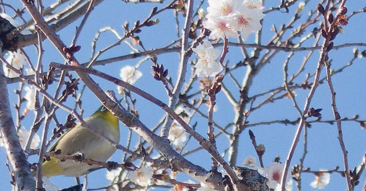 002 雪と桜とメジロ | 写真で残したい | 一週一撮｜サンイチマル