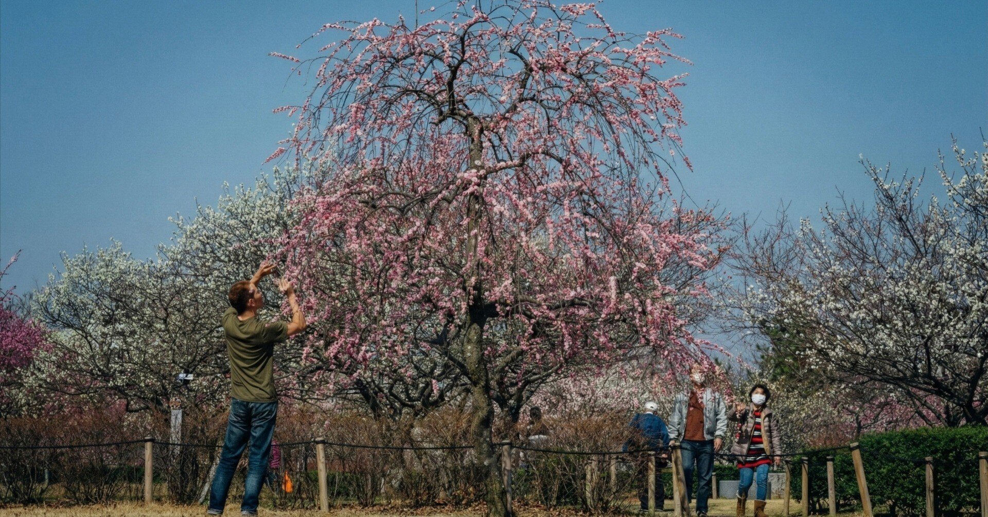 神苑梅林 豊田市美術館の美しい造形｜平芝梅林公園で梅を撮る（愛知・豊田）｜Sakak