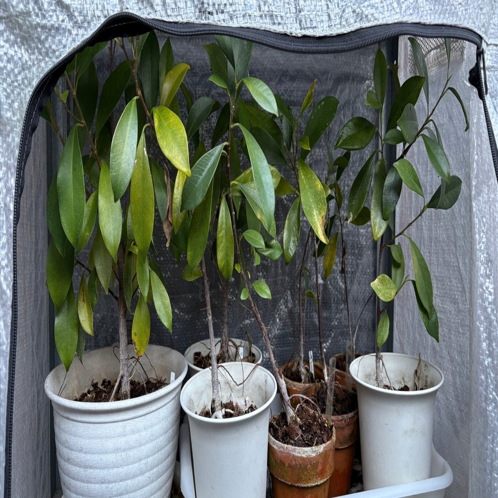 家の植物-ガジュマル-(2026.1.4)｜NAKADA Shugo