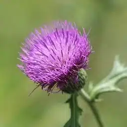 野薊亭