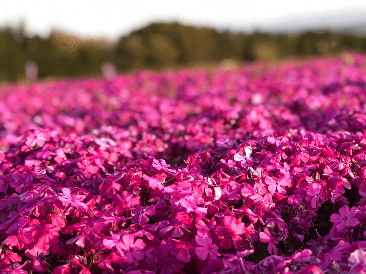 コロナ自粛でもオススメ みさと芝桜公園 の芝桜は無料開放で穴場スポット あやりんこ 管理栄養士 整体師 投資 Note