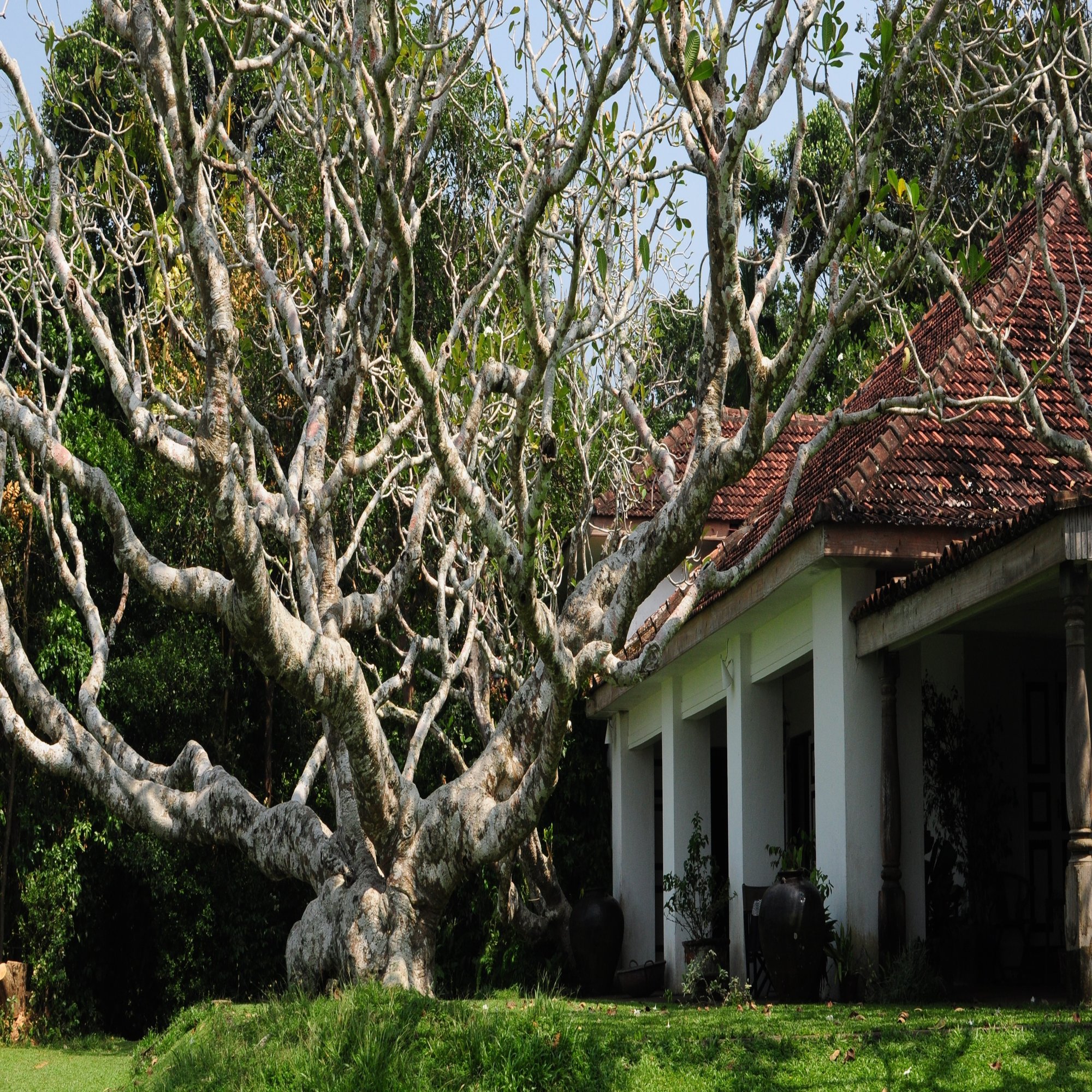 ジェフリー バワの理想郷 ルヌガンガ でグラスルームに泊まって失敗したこと Hayashi Travel Works Note