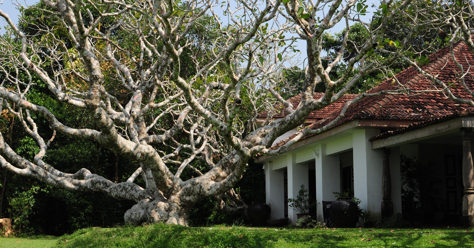 ジェフリー バワの理想郷 ルヌガンガ でグラスルームに泊まって失敗したこと Hayashi Travel Works Note ジェフリー バワの理想郷 ルヌガンガ でグラスルームに泊まって失敗したこと Hayashi Travel Works Note