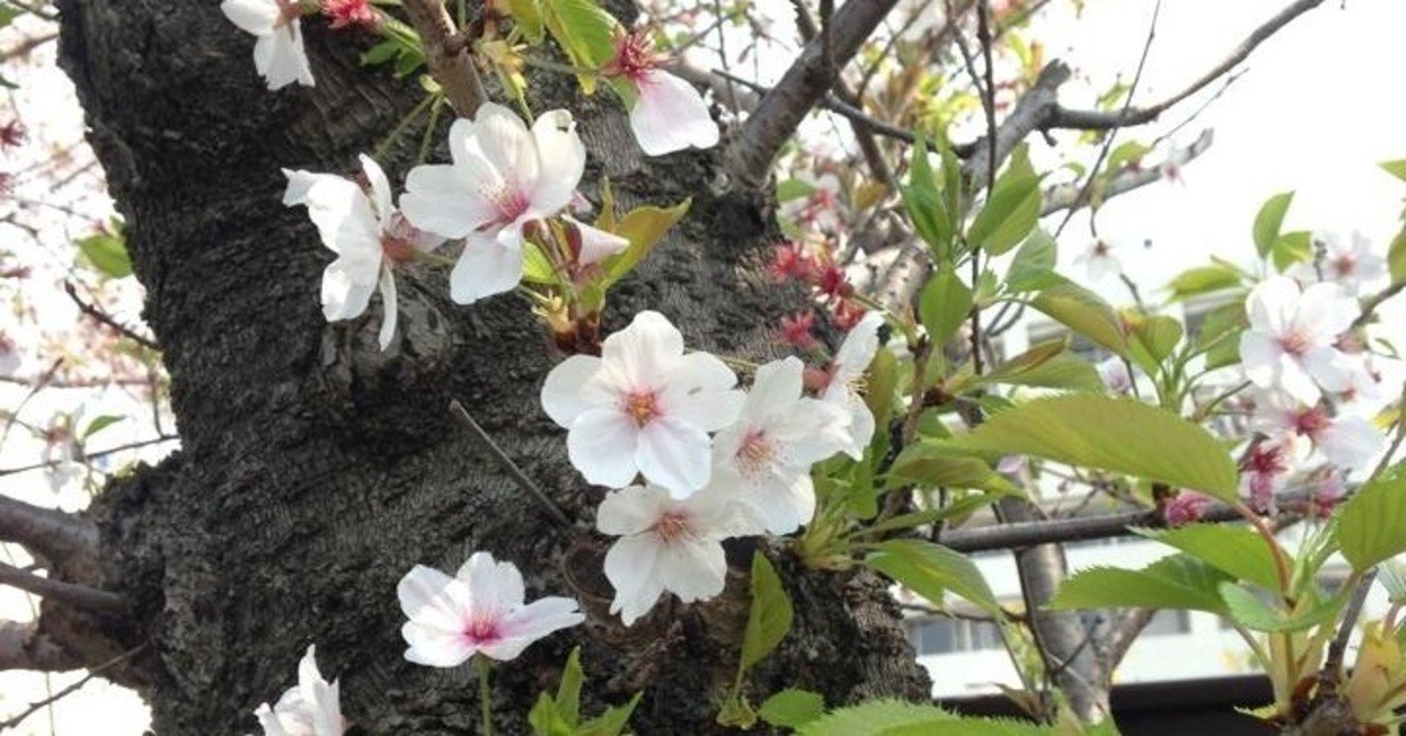 勉強できる環境づくり プロ資格マニアが教える自宅学習のポイント 河野陽炎 プロ資格マニア 保有資格30ほど 失効4 放送大単位 Note