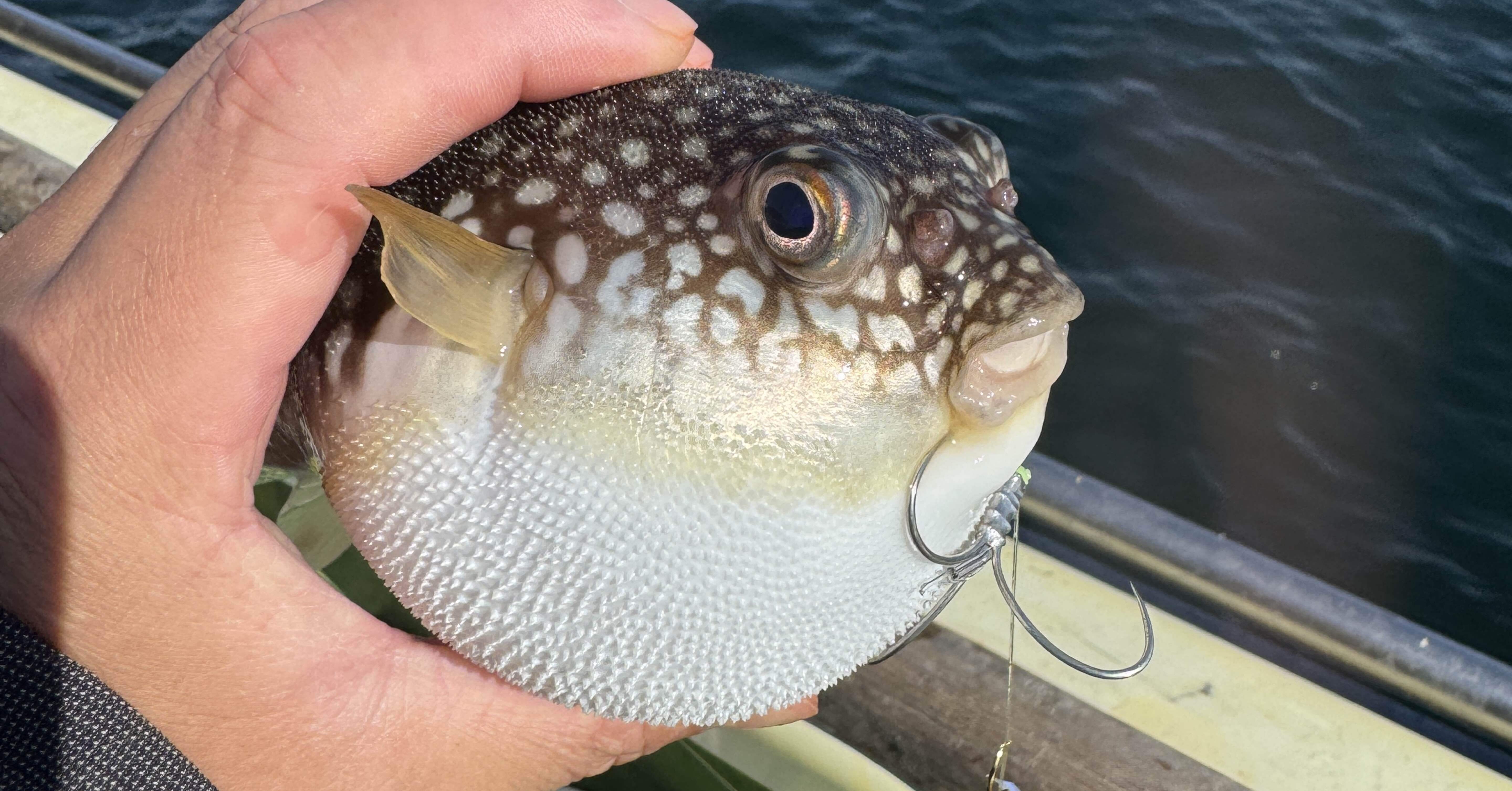 2026年初釣りは湾フグ｜ikuma takano