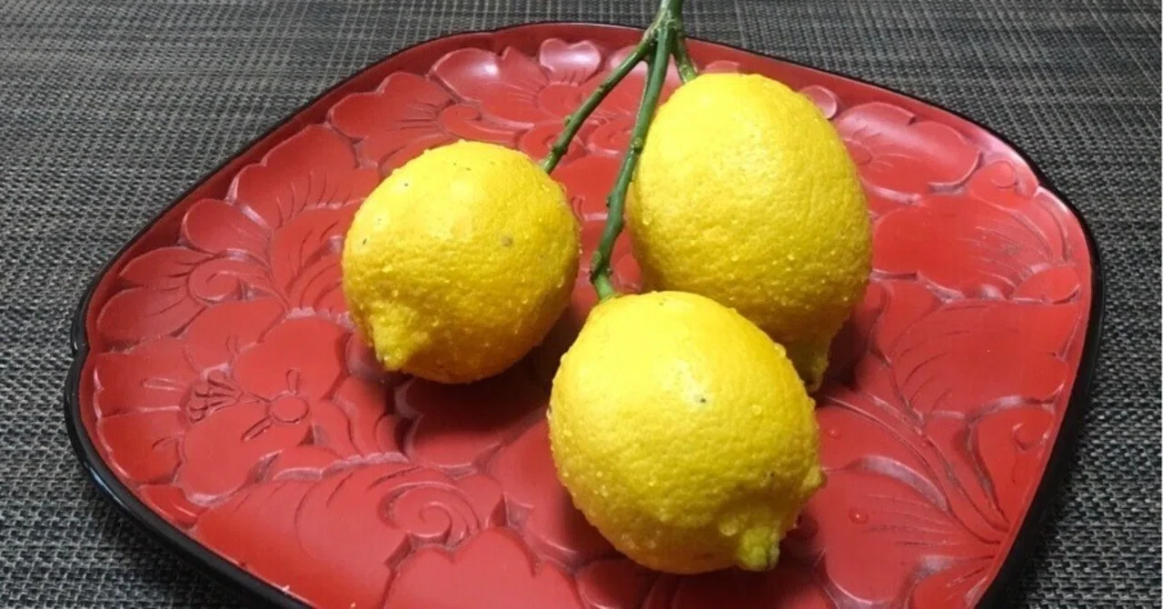 Beneath the golden, dripping lemons, I stand, looking up through the ...