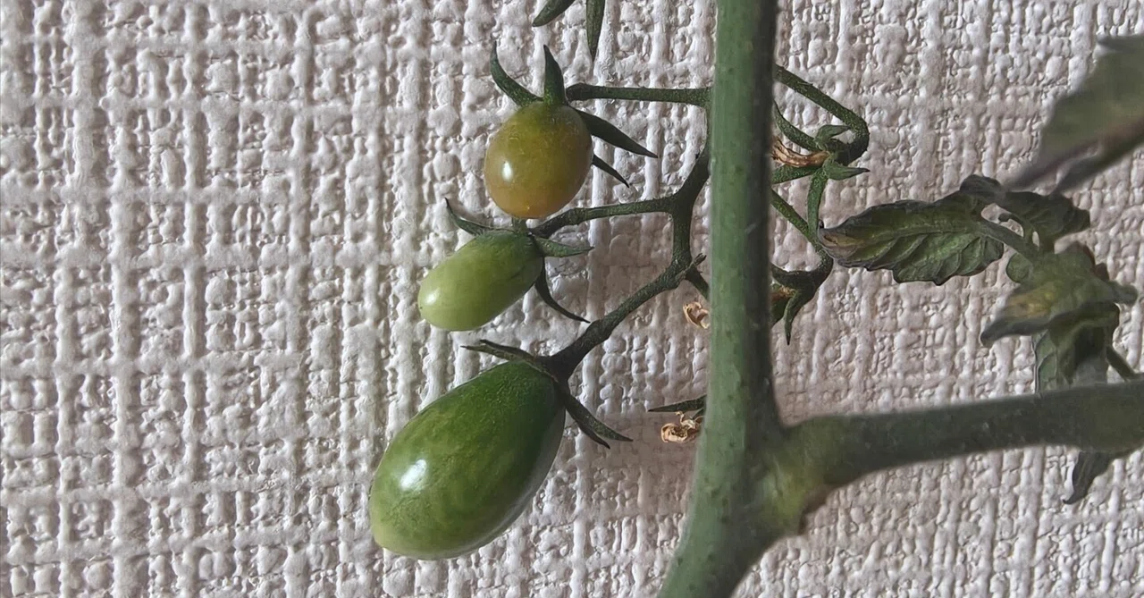 The cherry tomato I put in water grew roots and changed color (Son's ...