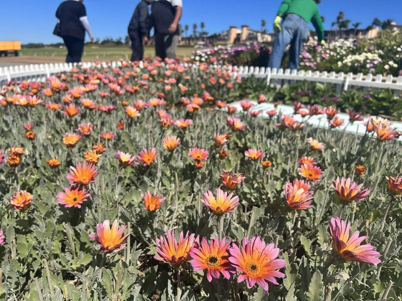春にサンディエゴ旅行に行くならおすすめのCarlsbad The flower fields
