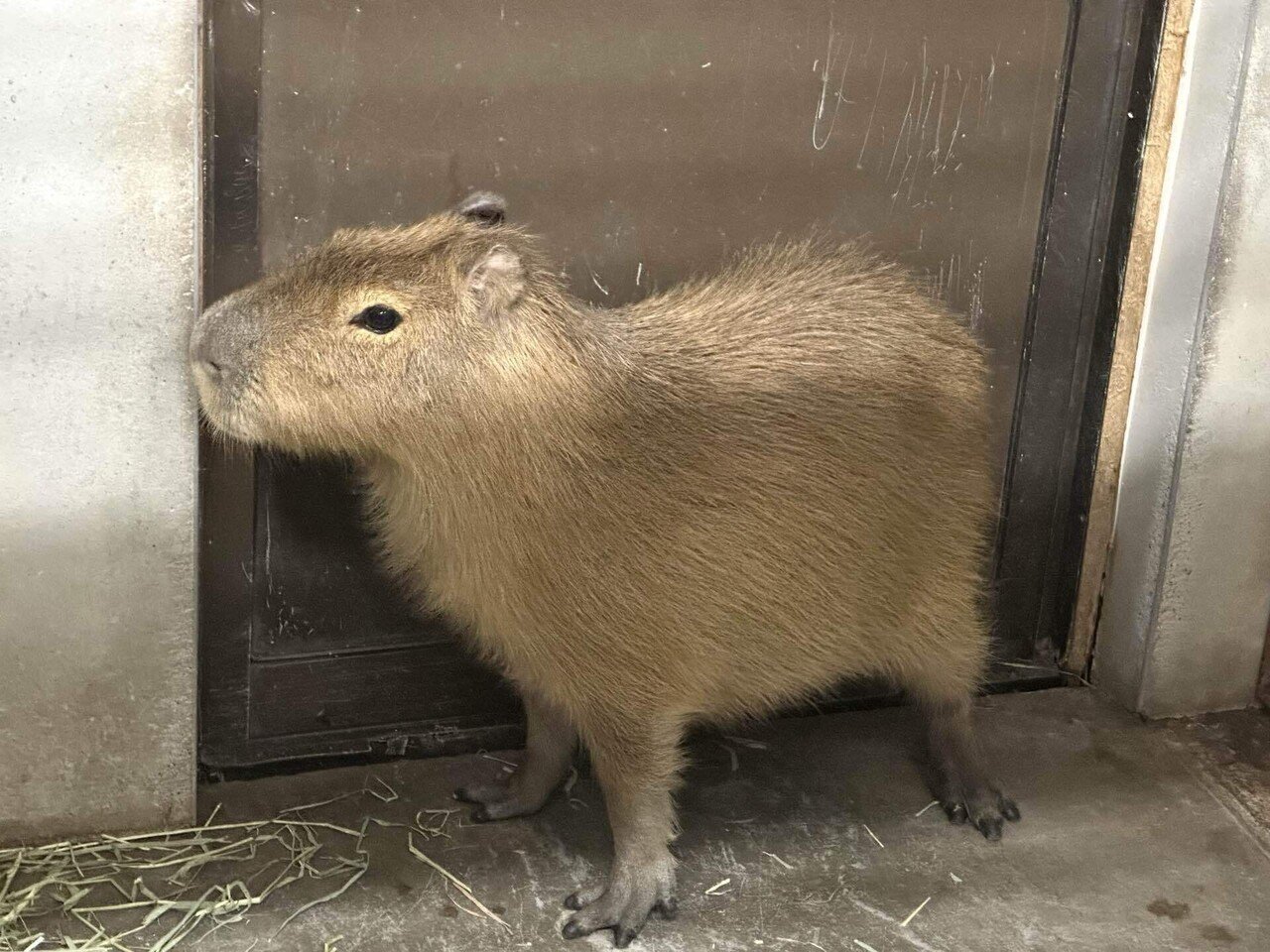 カピバラが3頭仲間入りしました！｜那須どうぶつ王国公式note