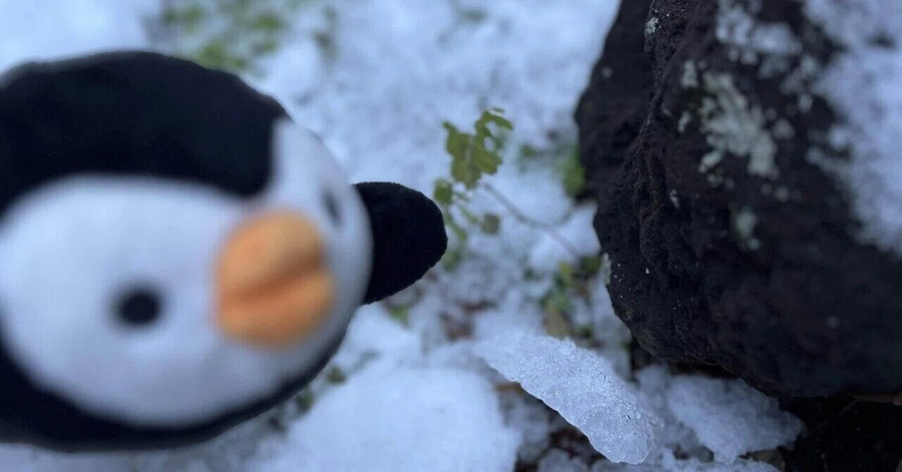霙とペンギンと英一蝶。濡れたしっぽと、ちょっとした風当たり🐧 ️ | ZIPPY さんぽ#14｜罇