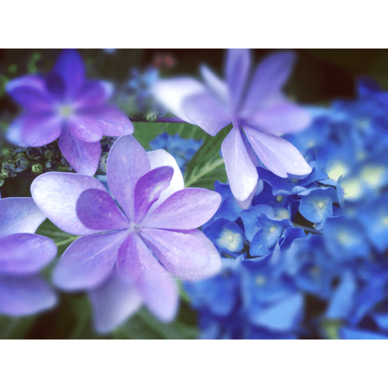 あの森の紫陽花