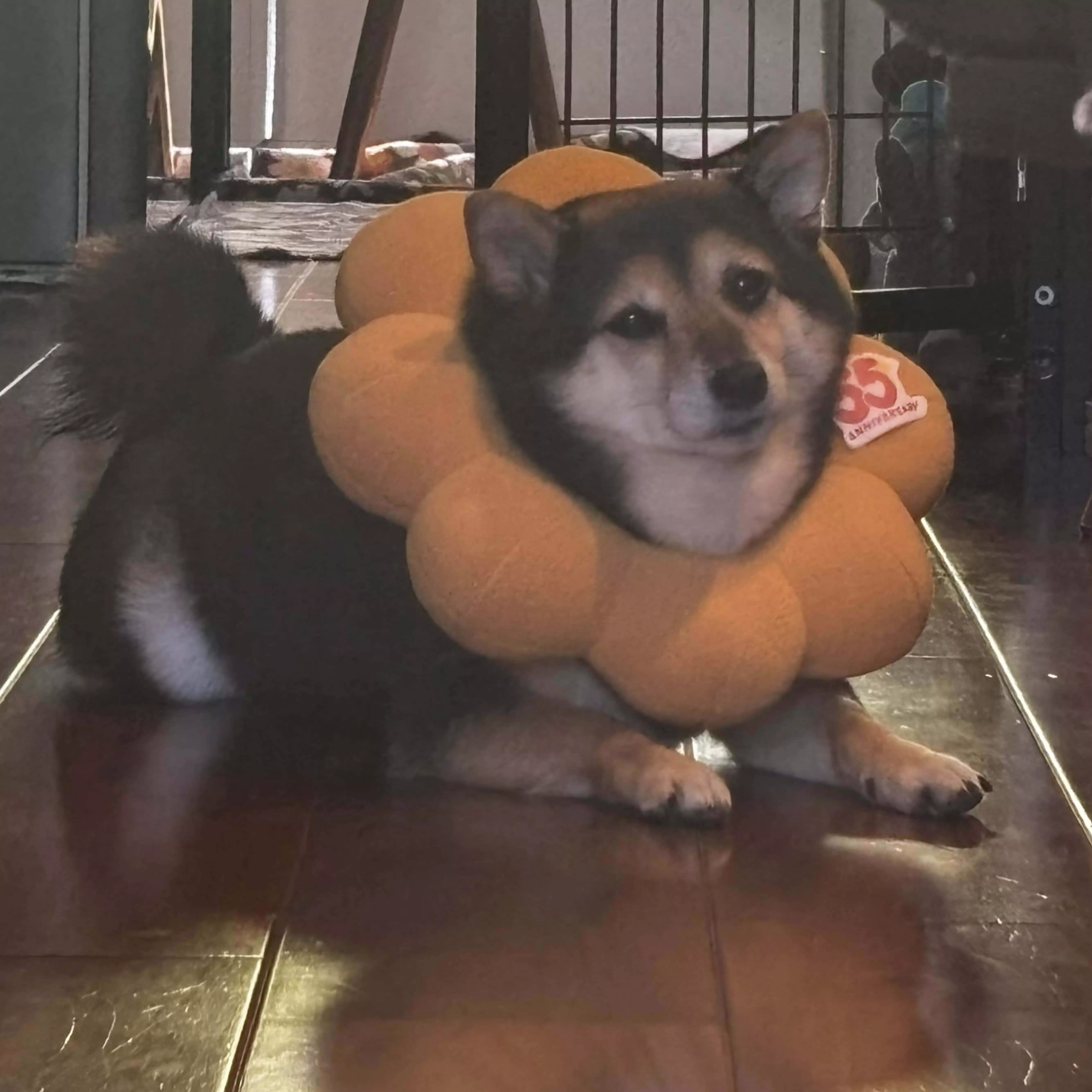 とら